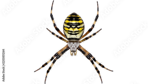 Wasp spider with yellow and black stripes, isolated on transparent background