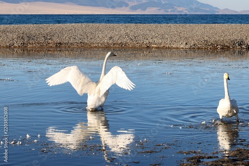 Fotografie White Swan Spreading Wings on Sayram Lake, Xinjiang, China