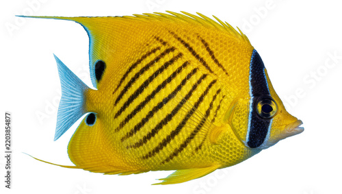 Foto Bright yellow butterflyfish with black stripes and blue fins, isolated on transp