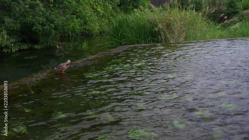 A duck resting by the water