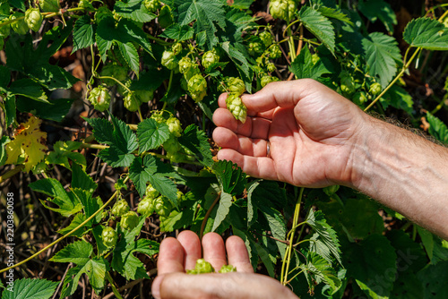 Close up of farmer hands harvesting fresh green hops cones from vine in garden or field, brewing ingredients and agriculture concept