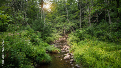 Obraz na płótnie stream in the forest