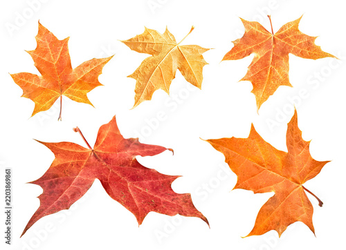 Autumn maple leaves set isolated on transparent background