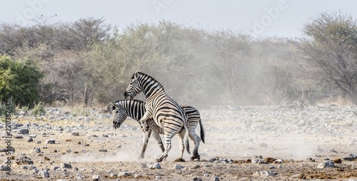 Two fighting Burchell's Zebras, (Equus quagga burchellii), Etosha National Park, Namibia