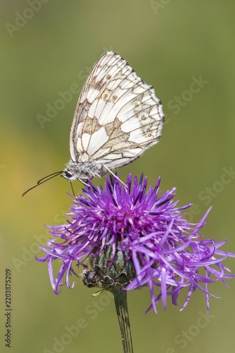 Marbled White (Melanargia galathea) on Brown Knapweed (Centaurea jacea), North Hesse, Hesse, Germany