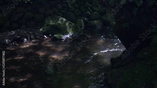 A gently flowing stream in the forest