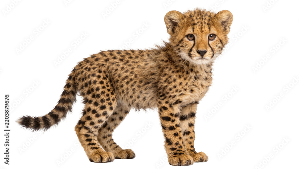 Obraz premium Adorable cheetah cub with spotted fur, isolated on transparent background