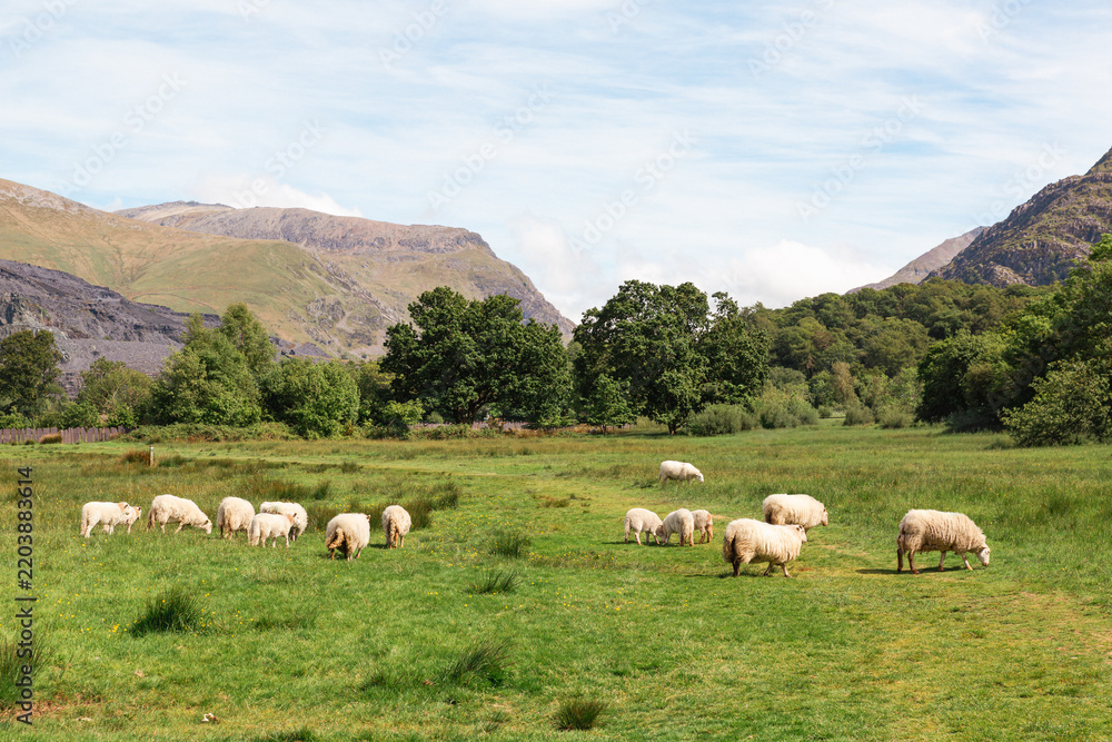 Fototapeta premium Flock of Welsh mountain sheep grazing in a green pasture with Snowdonia mountains and slate quarry landscape behind, Llanberis, North Wales