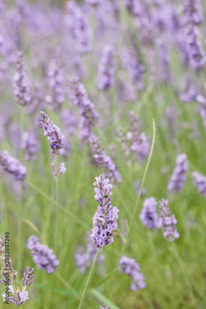 Fototapeta premium Close up view of fresh fragrant lavender blossoms growing in a rural meadow during a bright sunny day