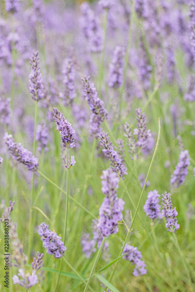 Fototapeta premium Beautiful blooming lavender flowers in a sunny summer field with soft focus and natural purple and green colors