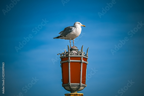 Herring Gull Perched on a Red Seafront Lamp