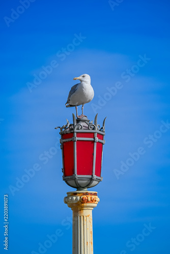 Herring Gull Perched on a Red Seafront Lamp