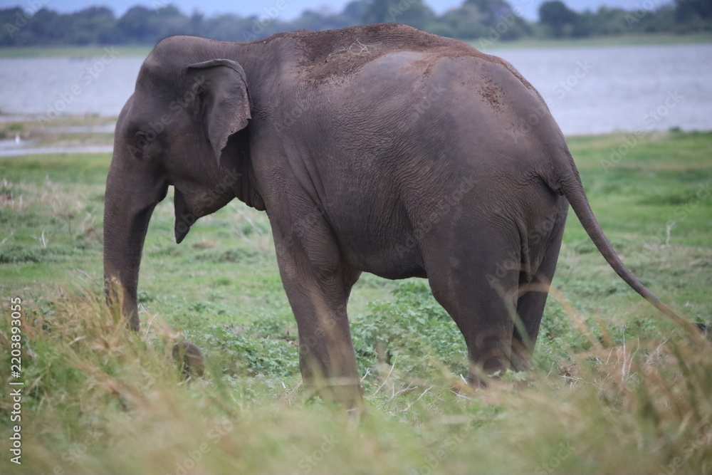 Fototapeta premium Elephant walking slowly through tall grass with a tranquil river flowing in the background during daytime.