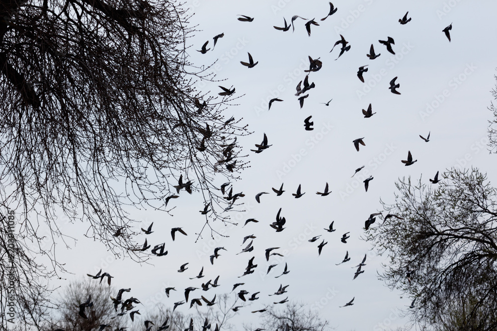 Fototapeta premium Black birds soar through bare tree branches