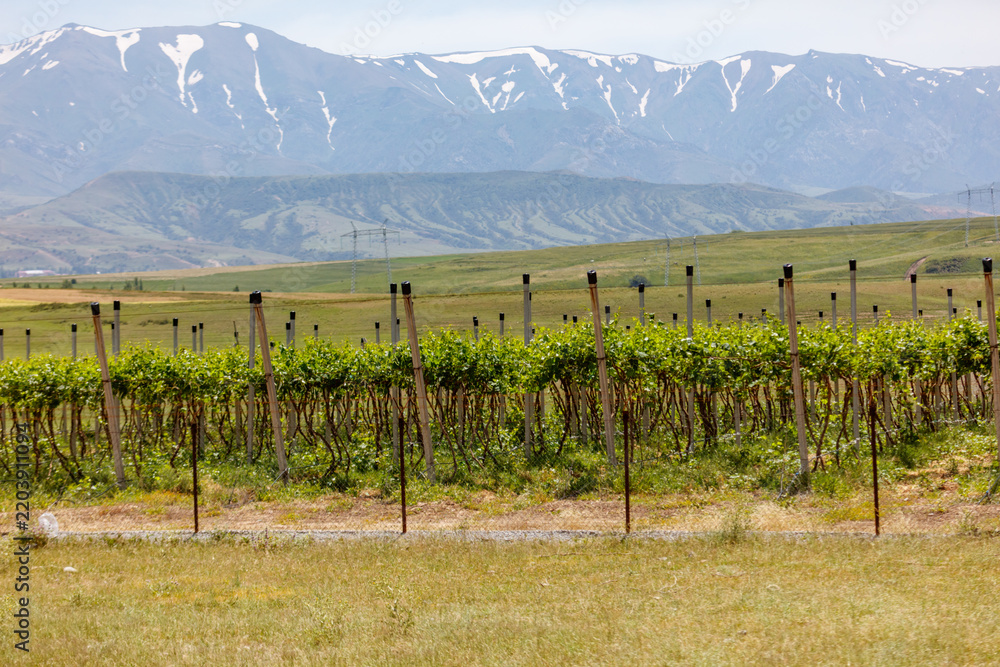 Obraz premium Vineyard rows stretch across open field