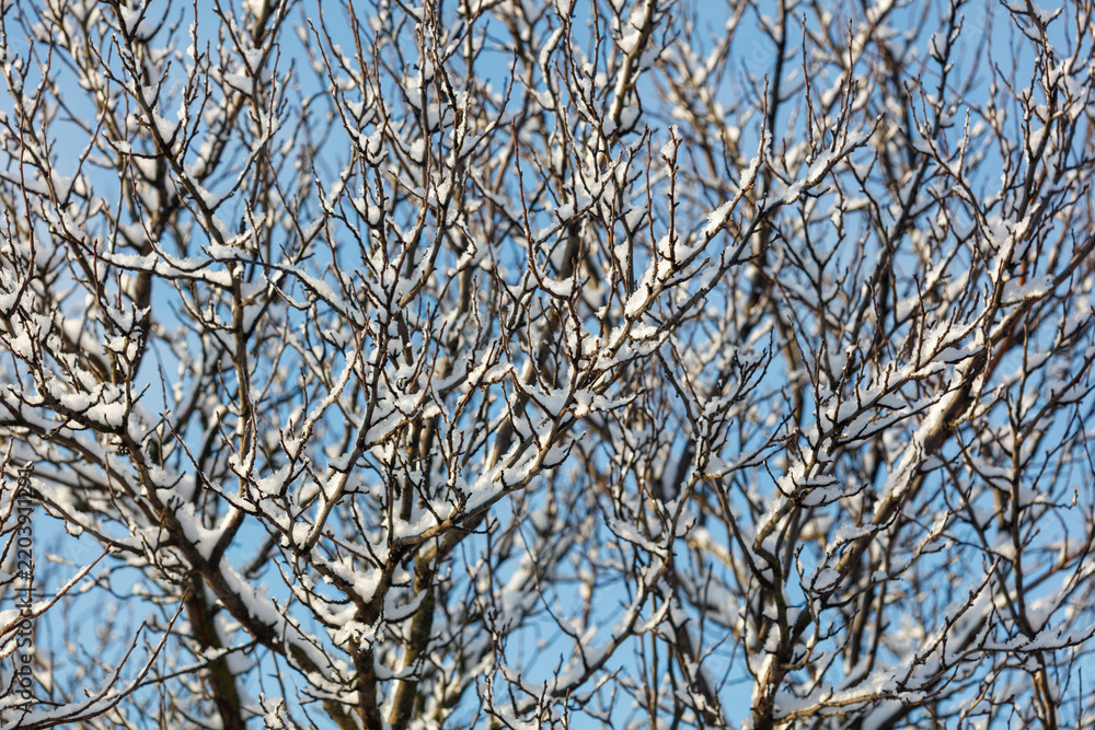 Obraz premium Snow clings to bare tree branches against a clear blue sky