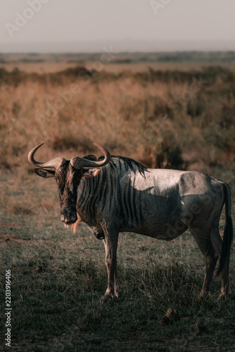 Photography Blue wildebeest standing in dry savanna grass in Kenya