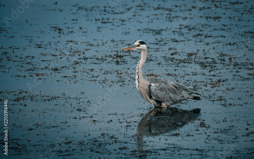 Картината върху платно Grey heron standing in a shallow African wetland