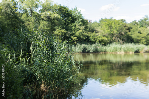 Lush green reeds growing along horejsi pond water