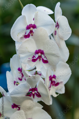 Close-up of blooming white Phalaenopsis orchids with vivid magenta centres and delicate overlapping petals against a softly blurred green background. Vertical floral photograph of tropical flowers