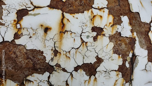 tree bark texture