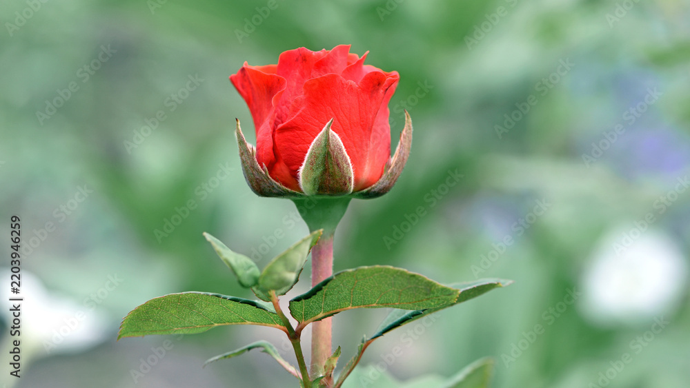 Fototapeta premium Red rose flower background. Red roses on a bush in the garden, close-up. Red rose flower, beautiful tender in the flowerbed. Red Rose, magic, Plant care, landscaping, holiday gift for a girl