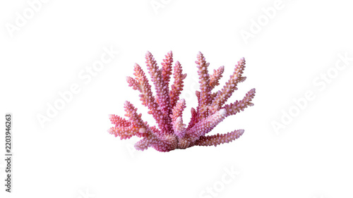 Natural pink sea coral reef element isolated on white background