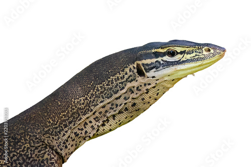Yellow-spotted monitor goanna profile on transparent PNG background