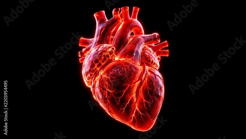 Anatomical human heart model glowing in red on black