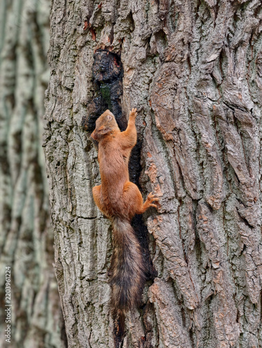 an ordinary fluffy squirrel nimbly climbing the tree trunk