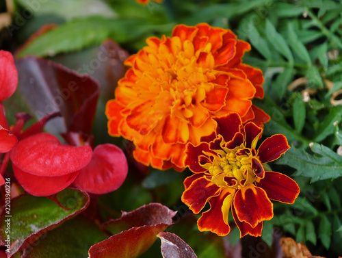 French marigolds with bright double flowers in various shades