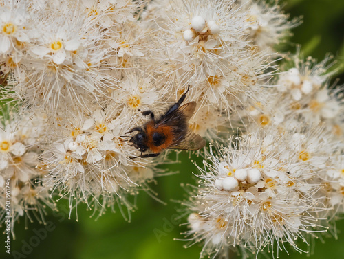 fuzzy bumblebee perched on the flower cluster of a Sorbaria sorbifolia