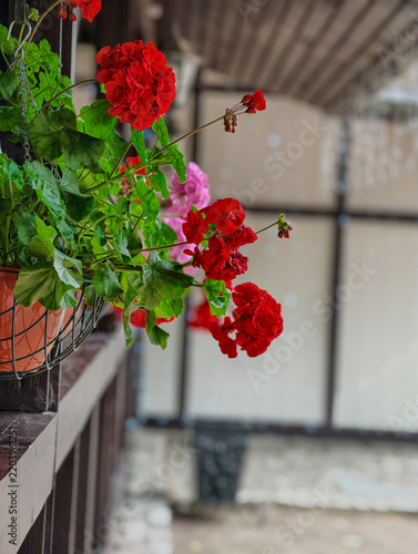 Hanging planter with a blooming red pelargonium