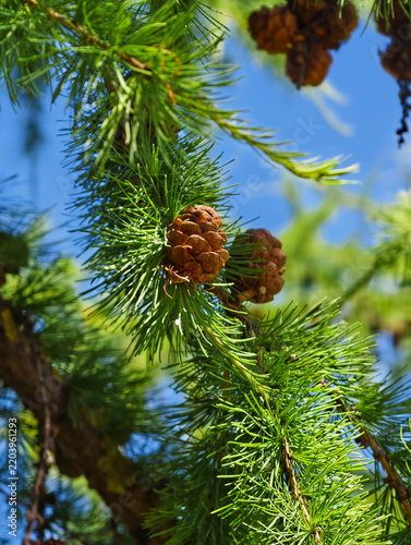larch branch with numerous cones and green needles