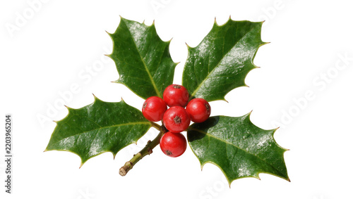 Spiky green holly leaves with bright red berries, isolated on transparent background