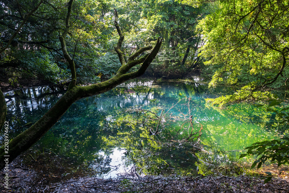 Fototapeta premium エメラルドグリーンに輝く山形県遊佐町の丸池様