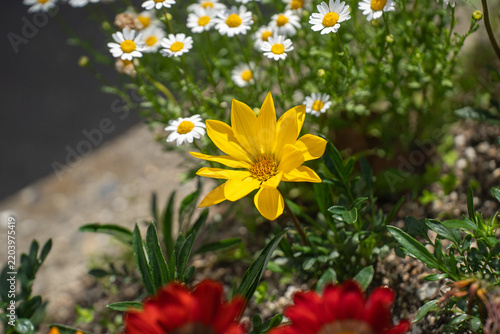 初夏の花壇で日差しを浴びて咲く、黄色のガザニアの花