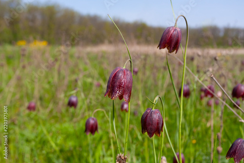 Fritillaria meleagris flowers blooming in a lush green meadow during the spring season