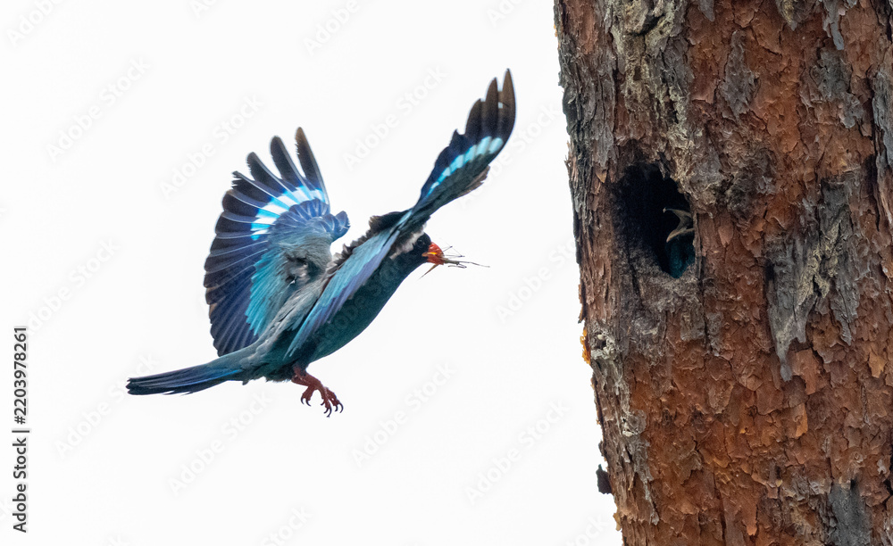 Obraz premium Oriental dollarbird flying to its nest hole in a tree trunk