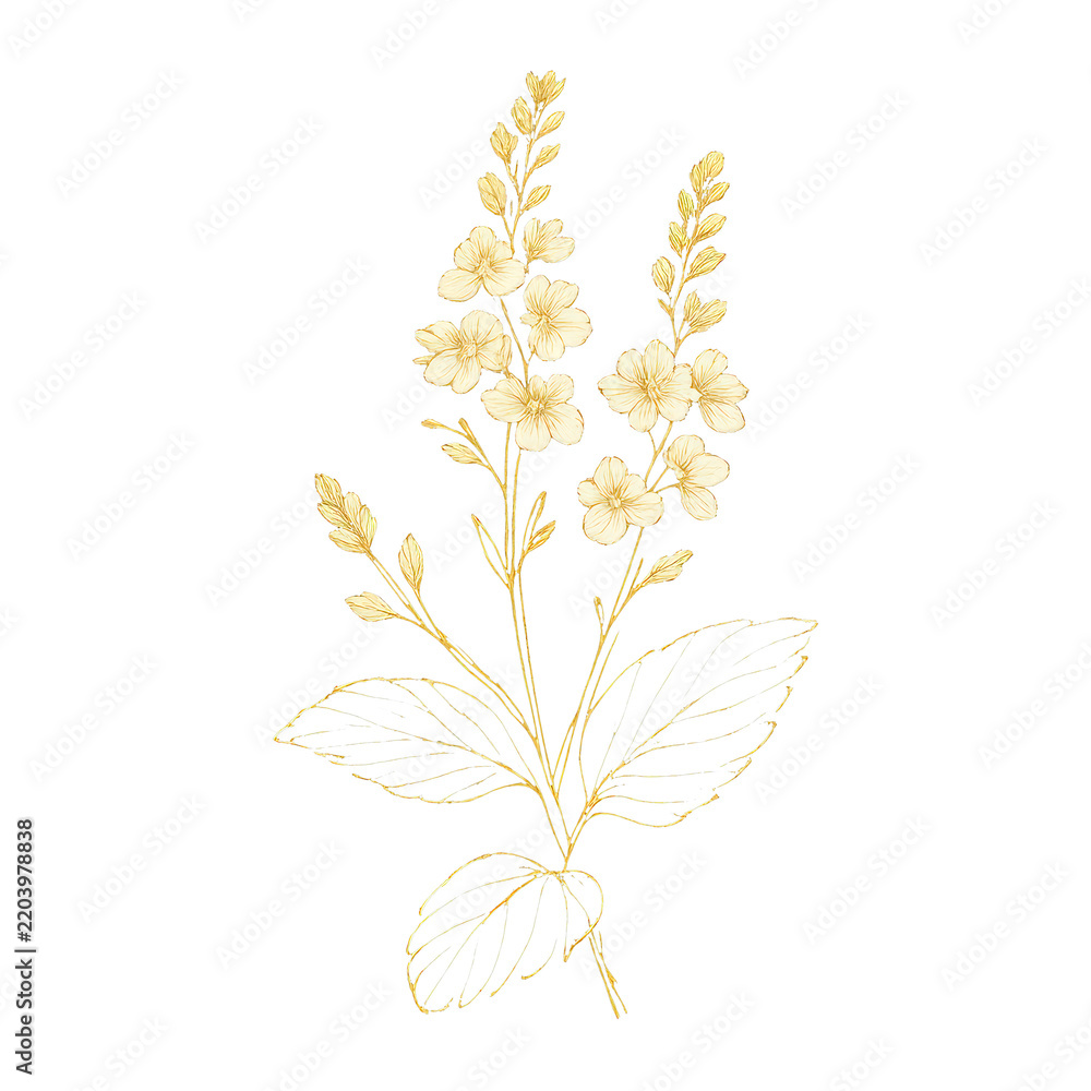 Obraz premium PNG Elegant floral botanical illustration.