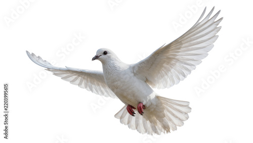 Graceful white dove with spread wings in flight, isolated on transparent background