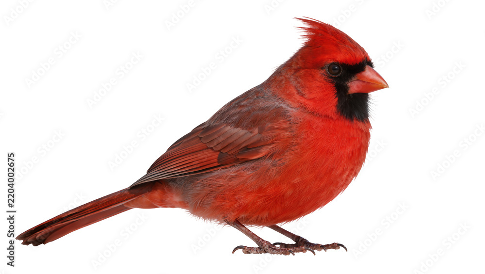 Obraz premium Vibrant red male cardinal bird with black mask, isolated on transparent background