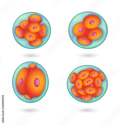 Fotografie Embryonic stem cells dividing and growing transparent background