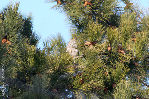 Bild auf Leinwand Eurasian Sparrowhawk (Accipiter nisus) perched hidden among dense pine branches with cones