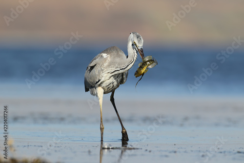 Quadro su tela Grey Heron (Ardea cinerea) standing upright in shallow water holding a caught fish in its beak