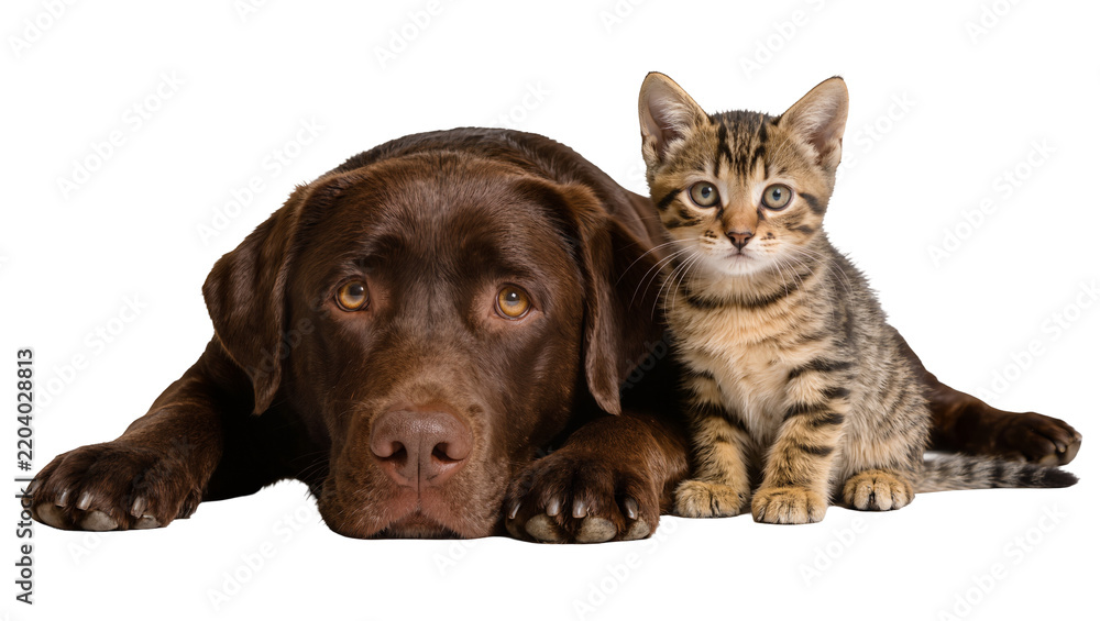Fototapeta premium Brown Labrador dog resting beside a tabby kitten, isolated on transparent background