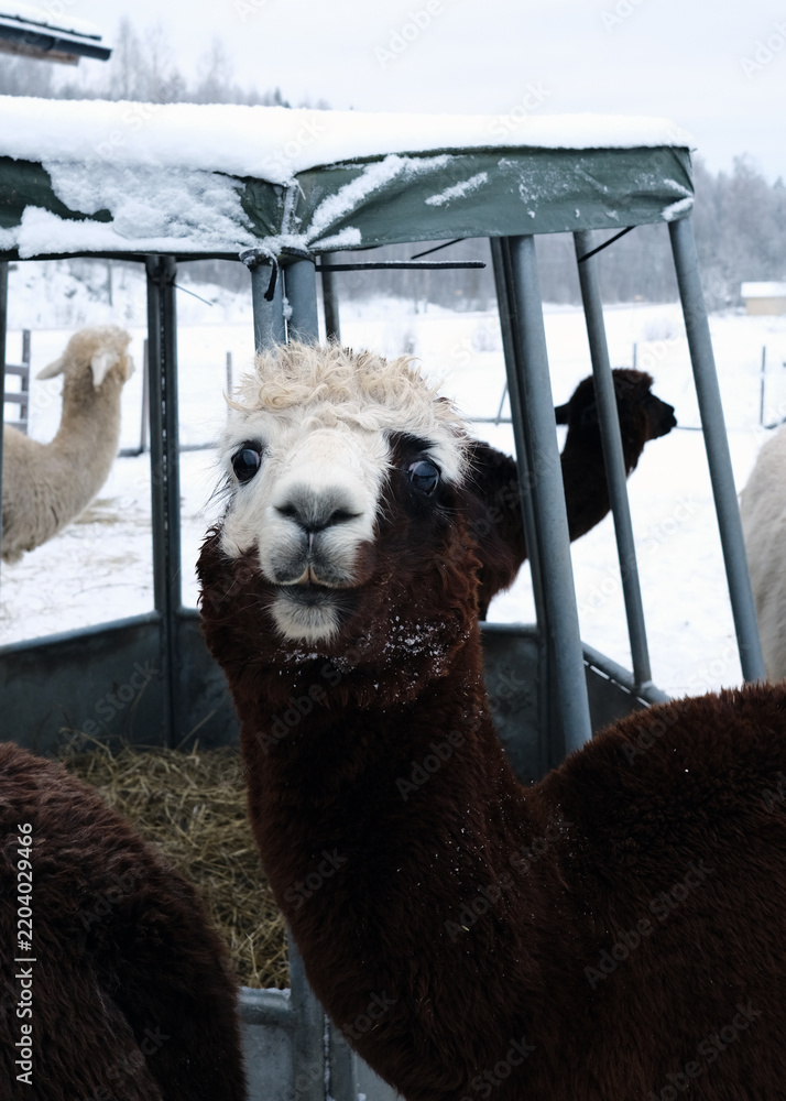 Obraz premium Funny curious alpaca with fluffy white fringe looking at camera close up near hay feeder on snowy winter farm