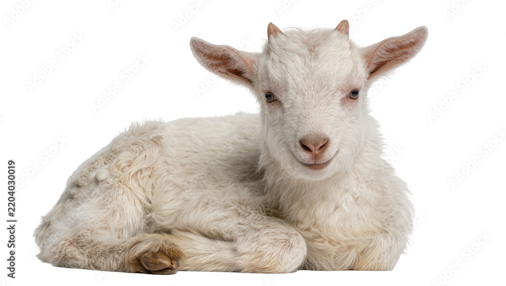 Fototapeta premium Fluffy white baby goat with small horns, resting peacefully isolated on transparent background