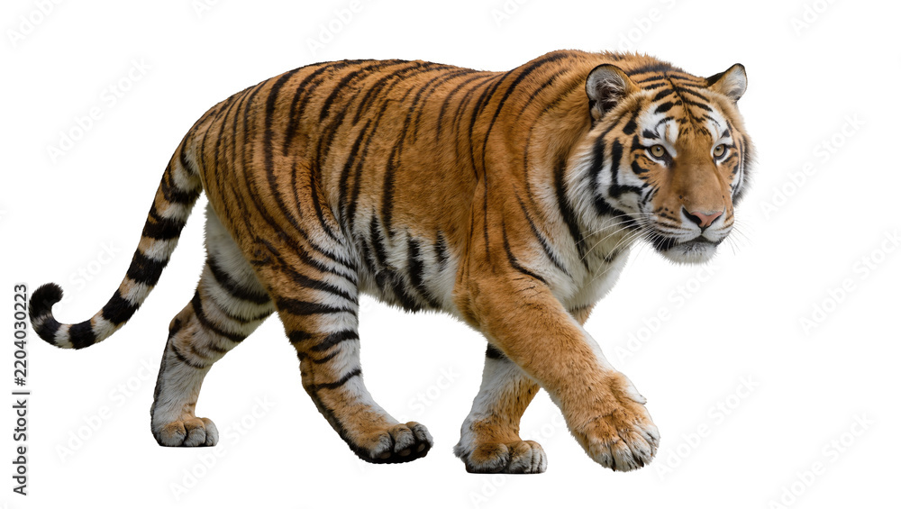 Fototapeta premium Majestic tiger with orange and black stripes walking, isolated on transparent background