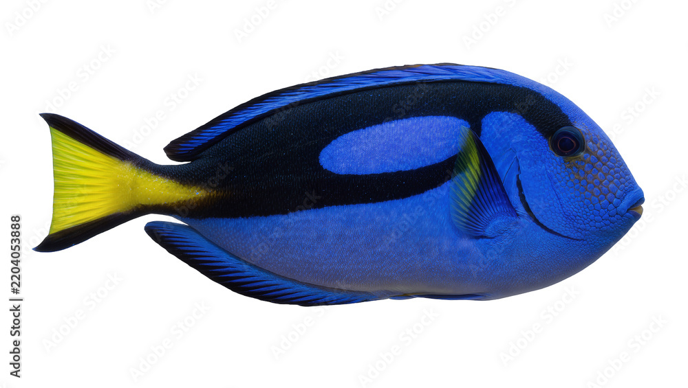 Fototapeta premium Vibrant blue tang fish with black markings and yellow tail, isolated on transparent background